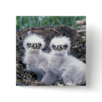 Bald Eagle Chicks Button