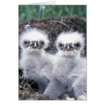 Bald Eagle Chicks Card