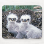 Bald Eagle Chicks Mousepad