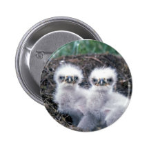 Bald Eagle Chicks Pin