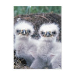 Bald Eagle Chicks Postcard