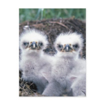 Bald Eagle Chicks Postcard