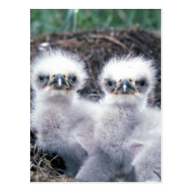 Bald Eagle Chicks Postcard