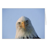 Bald Eagle Close-Up Greeting Card