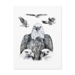 Bald Eagle Collage Pencil drawing sketch Post Cards