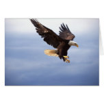 Bald Eagle Dive Greeting Card