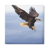 Bald Eagle Dive Magnet