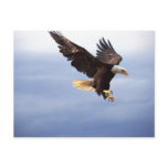 Bald Eagle Dive Postcard