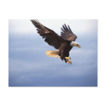 Bald Eagle Dive Postcard