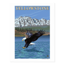 Bald Eagle Diving - Yellowstone National Park Postcards
