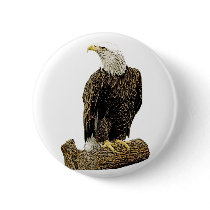 Bald Eagle Drawing buttons
