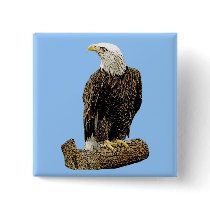 Bald Eagle Drawing buttons