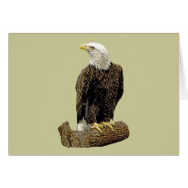 Bald Eagle Drawing cards