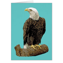 Bald Eagle Drawing cards