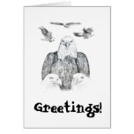 Bald Eagle Drawing Cards