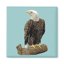 Bald Eagle Drawing magnets