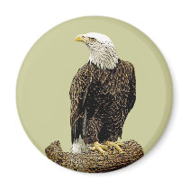 Bald Eagle Drawing magnets