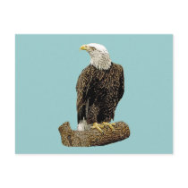Bald Eagle Drawing postcards