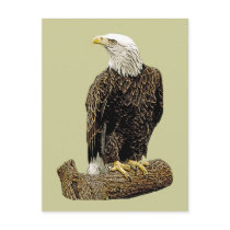 Bald Eagle Drawing Postcard