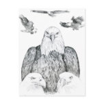 Bald Eagle Drawing Postcards