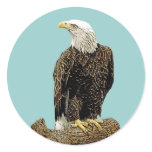 Bald Eagle Drawing Round Stickers
