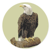 Bald Eagle Drawing Round Sticker