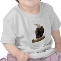 Bald Eagle Drawing T Shirts
