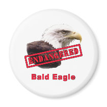 Bald Eagle Endangered Species magnets