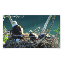 Bald Eagle Family