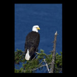 Bald Eagle Fine Art Print posters