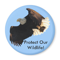 Bald Eagle Flight Collection II Fridge Magnet
