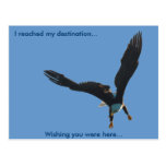 Bald Eagle Flight Collection II Postcards