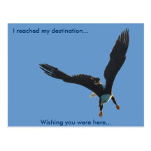 Bald Eagle Flight Collection II Postcards