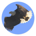 Bald Eagle Flight Collection II Stickers