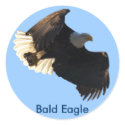 Bald Eagle Flight Collection II stickers