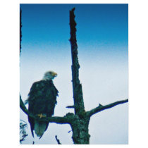 Bald Eagle Flyers