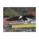 Bald Eagle Flying Over a Dock, Dutch Harbor, AK Post Card