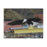 Bald Eagle Flying Over a Dock, Dutch Harbor, AK Post Card