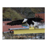 Bald Eagle Flying Over a Dock, Dutch Harbor, AK Post Card
