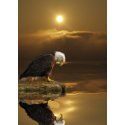 Bald Eagle GRATITUDE Series card