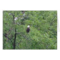 Bald eagle cards