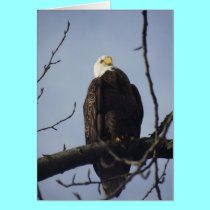 Bald Eagle Greeting Card cards