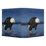 Bald Eagle, Haliaeetus leucocephalus,adult Vinyl Binders