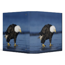 Bald Eagle, Haliaeetus leucocephalus,adult Vinyl Binders