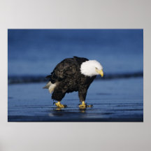 Bald Eagle, Haliaeetus leucocephalus,adult Posters