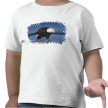 Bald Eagle, Haliaeetus leucocephalus,adult Tee Shirt