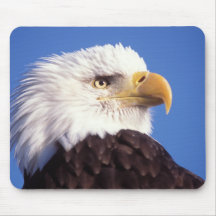 bald eagle, Haliaeetus leucocephalus, close up, 3 Mousepad