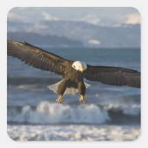 Bald Eagle, Haliaeetus leucocephalus, Homer, 3 Sticker