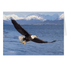 bald eagle, Haliaeetus leucocephalus, in flight 4 Greeting Card