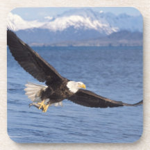 bald eagle, Haliaeetus leucocephalus, in flight 4 Drink Coasters